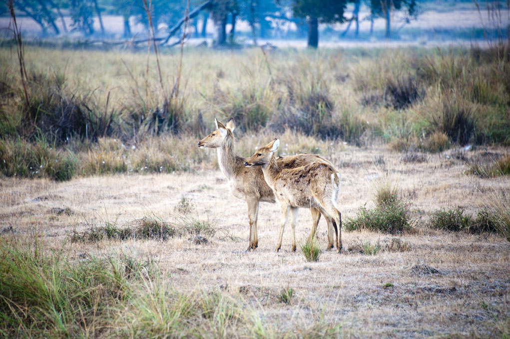Barasingha, Kanha National Park, Madhya Pradesh. [© R.V. Bulck]